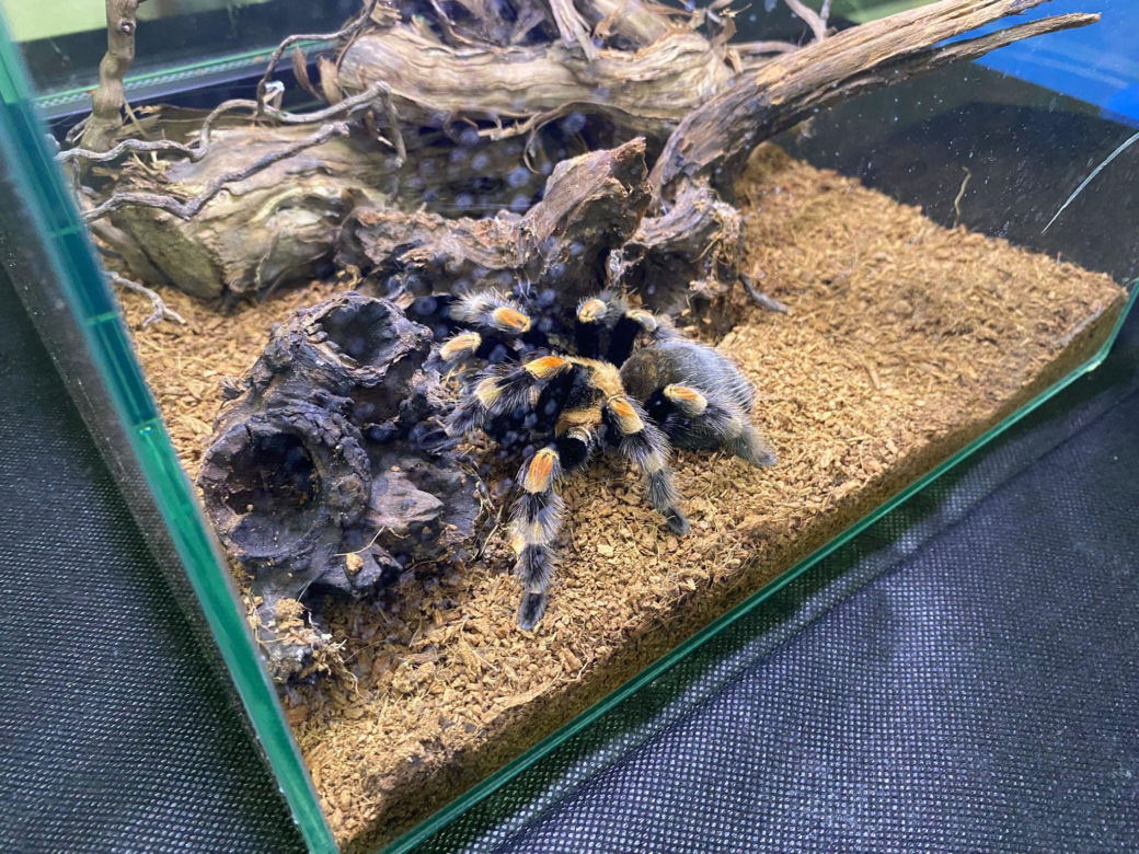 Zooegotyka w Zielonej Górze. Do hali CRS przybyły tłumy