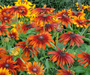 Rudbekia owłosiona 'Cappuccino'