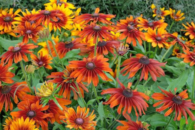 Rudbekia owłosiona 'Cappuccino'