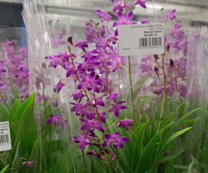 Festiwal Roślin w Enea Arenie