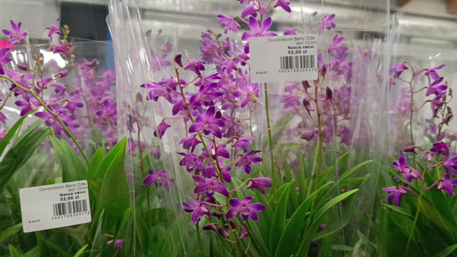 Festiwal Roślin w Enea Arenie