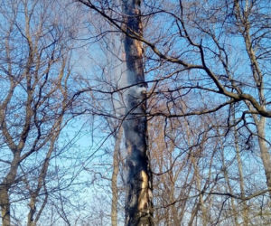 Potężny pożar na Śląsku! Strażacy kilka godzin walczyli z ogniem