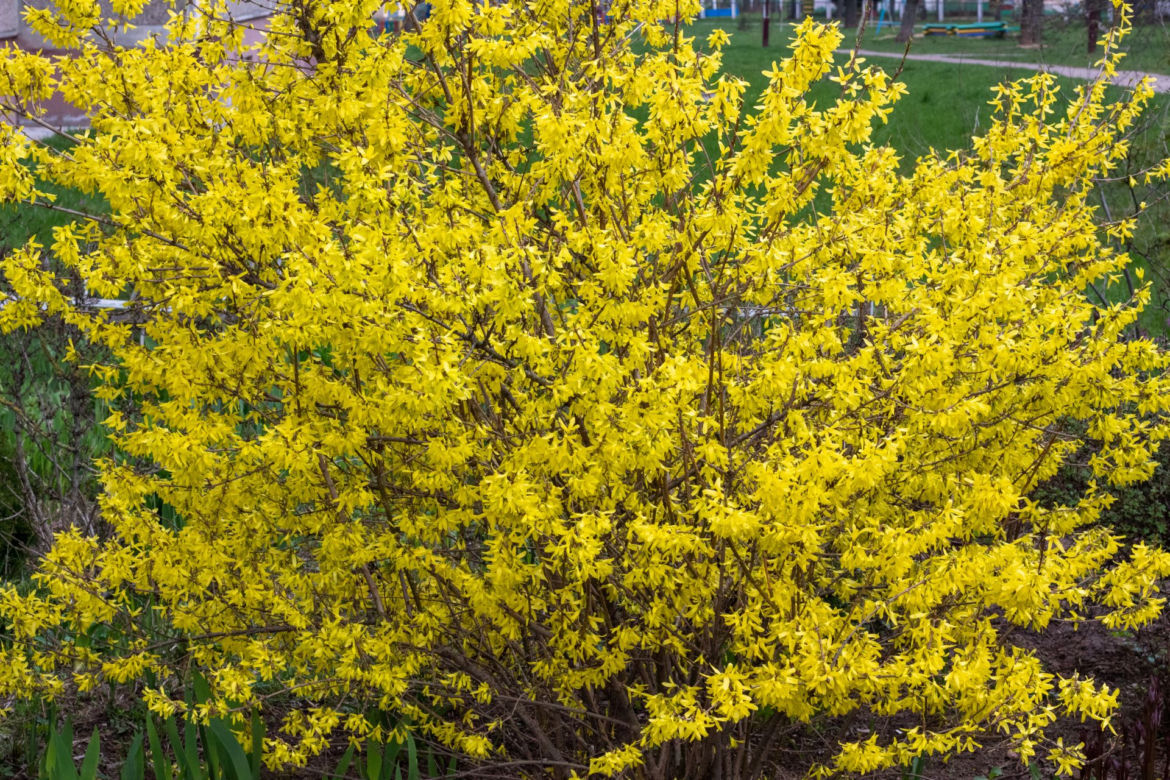 Forsycja zielona