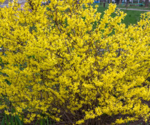 Forsycja zielona