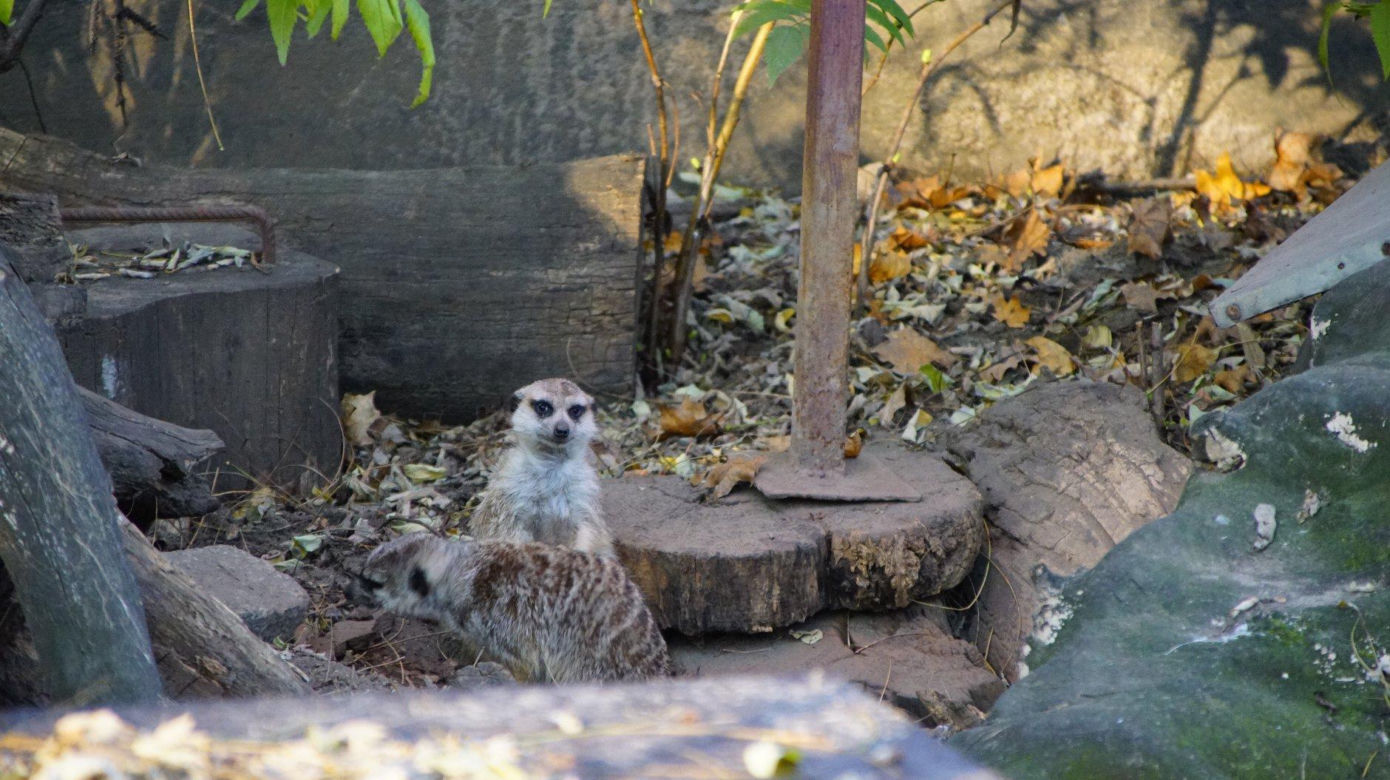 ZOO Wrocław ze specjalną ofertą. Dodatkowy dzień zwiedzania za darmo 