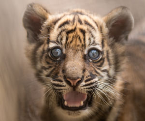 Mała tygrysica z wrocławskiego zoo otrzymała słoneczne imię