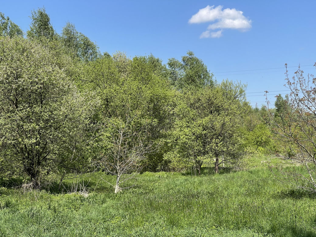 Najdłuższy park w Polsce jest w Krakowie. Ledwo widać go na mapach, a jest pełen atrakcji