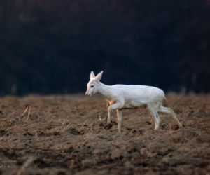 Sarna Albinos widziana w okolicy Dębicy [ZDJĘCIA]