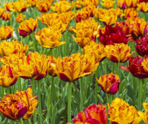 Tulipany strzępiaste
