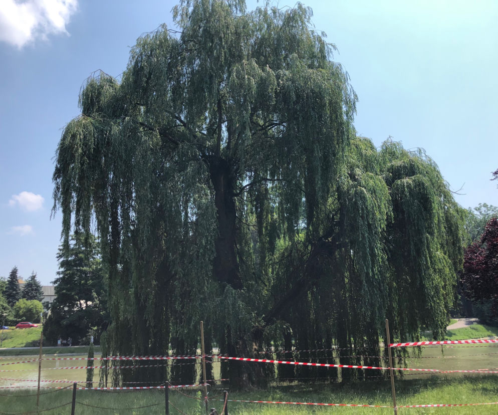 Kolejne prace w Parku Miejskim w Kielcach. Wierzba miłości nie zostanie wycięta
