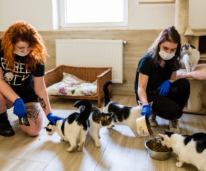 Koronawirus w Trójmieście. Zamieszkali razem ze zwierzętami w schronisku [ZDJĘCIA]