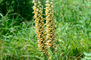 Naparstnica rdzawa - Digitalis ferruginea