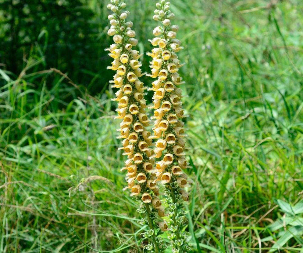 Naparstnica rdzawa