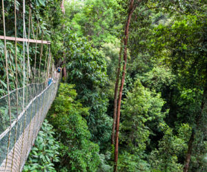 Most Canopy Walk