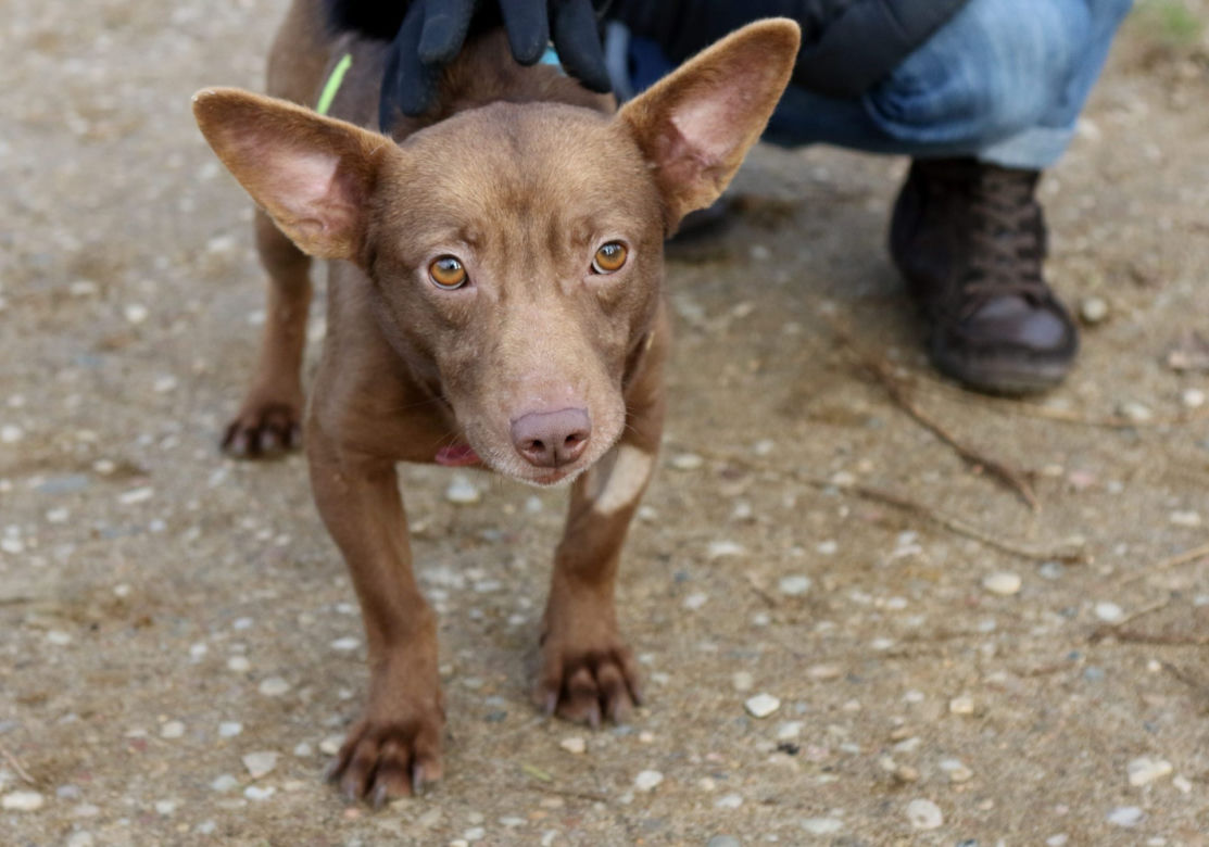 Pankracy - piesek do adopcji