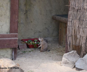 Szczekają, nie jedzą mięsa i lubią Dziki Zachód! To nowi mieszkańcy Zoo Płock [ZDJĘCIA]