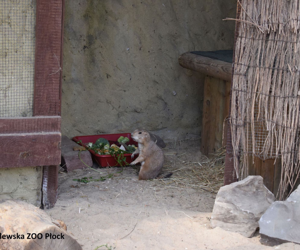 Szczekają, nie jedzą mięsa i lubią Dziki Zachód! To nowi mieszkańcy Zoo Płock [ZDJĘCIA]