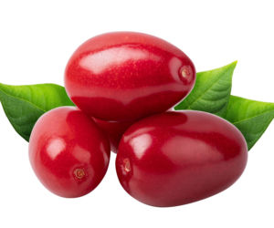 Dereń