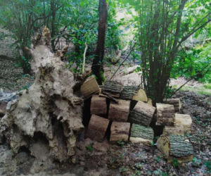 Kradł z lasu drewno