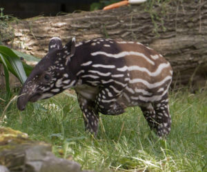 Historyczne narodziny w płockim zoo. To pierwszy urodzony w Polsce tapir malajski!