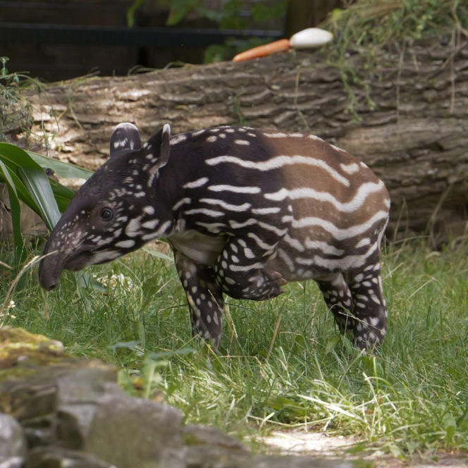 Historyczne narodziny w płockim zoo. To pierwszy urodzony w Polsce tapir malajski!