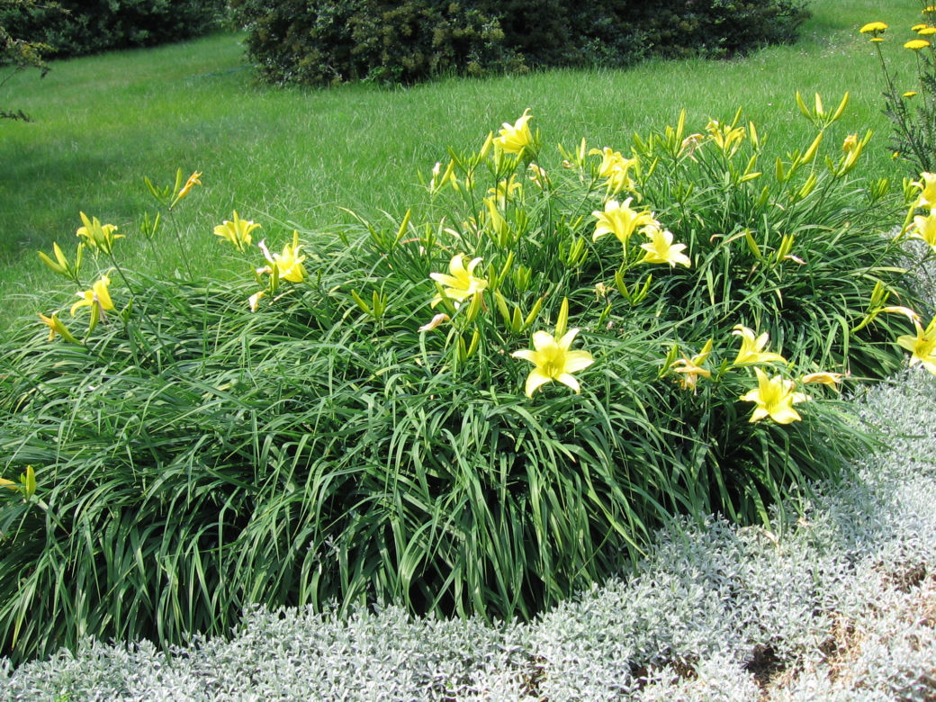 Liliowiec ogrodowy
