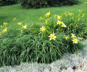 Liliowiec ogrodowy