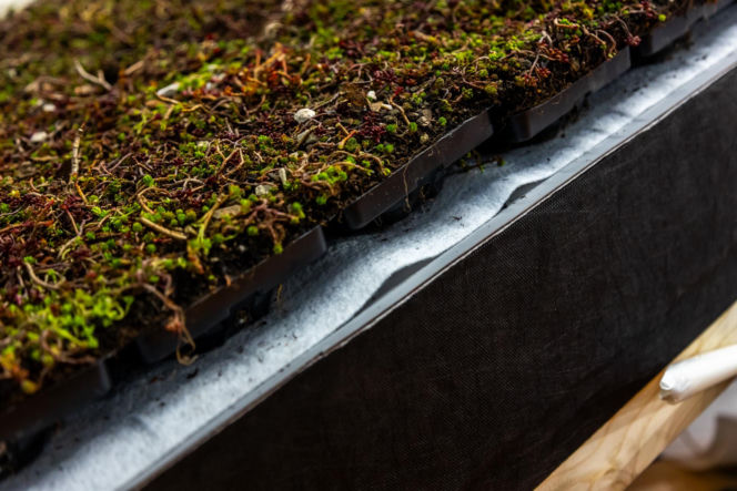 Systemowe zielone dachy - maty wegetacyjne z roślin rozchodnikowych, ziół i mchów