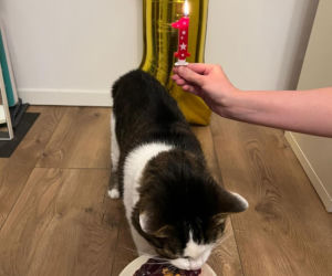 Rok temu walczył o życie. Dziś kot Panduś świętuje rocznicę w nowym domu