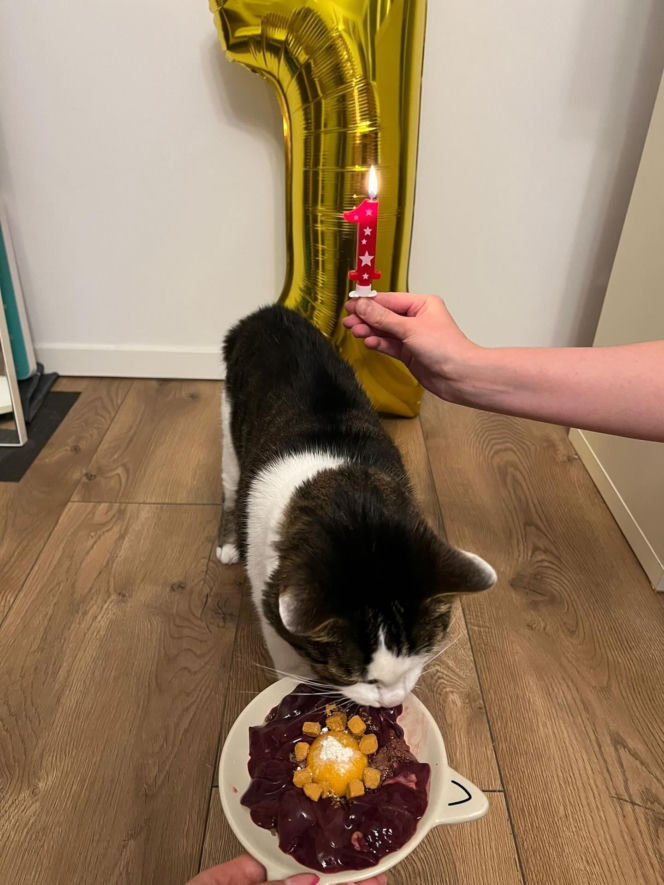 Rok temu walczył o życie. Dziś kot Panduś świętuje rocznicę w nowym domu