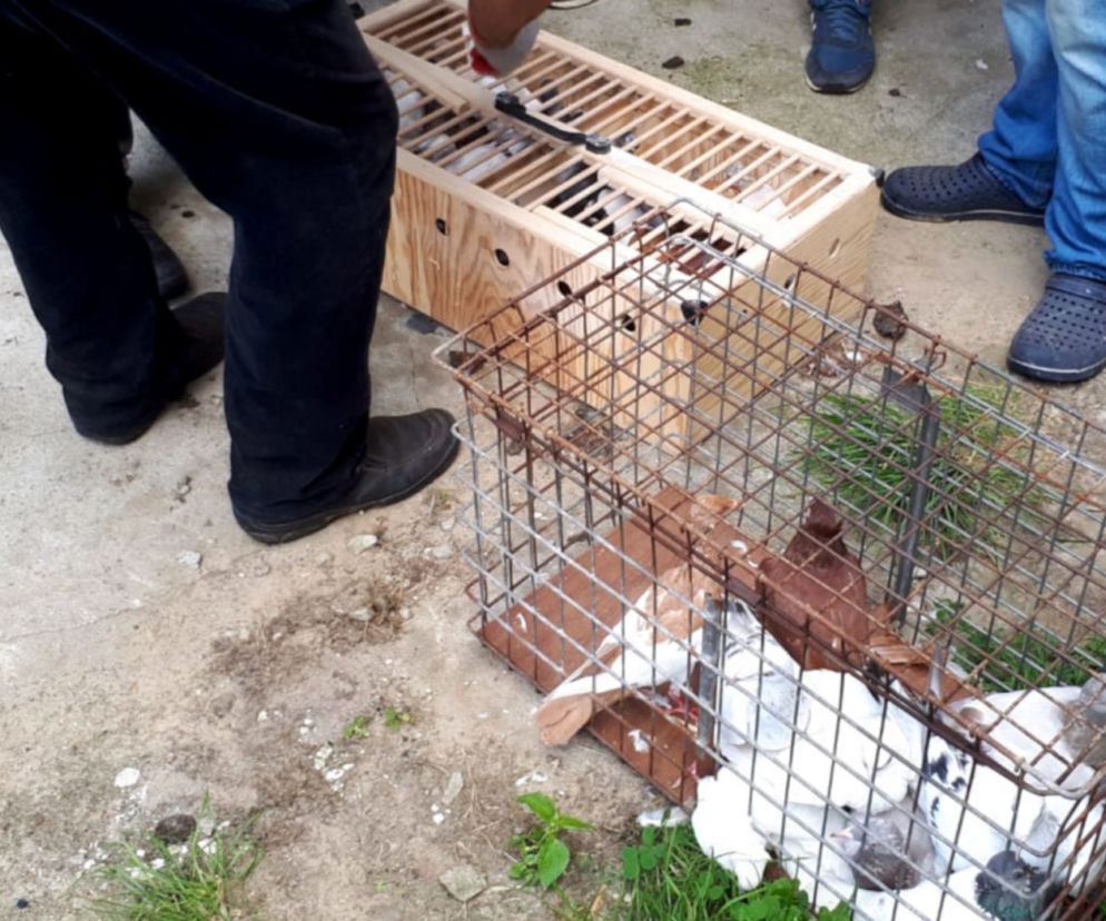 Zuchwały złodziej kradł gołębie