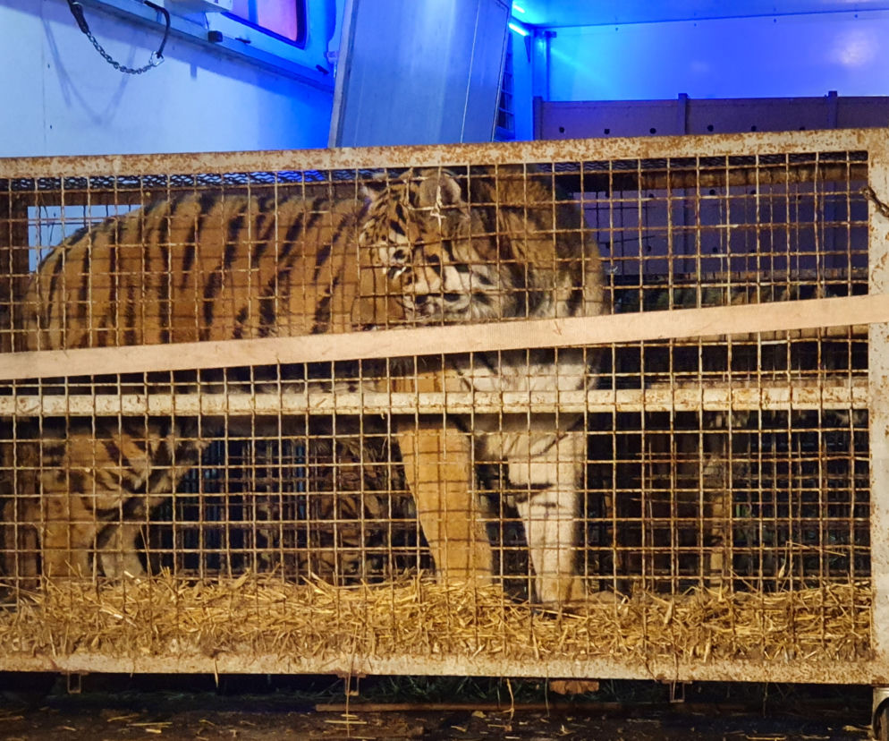 Wycieńczone tygrysy trafiły do ZOO w Poznaniu