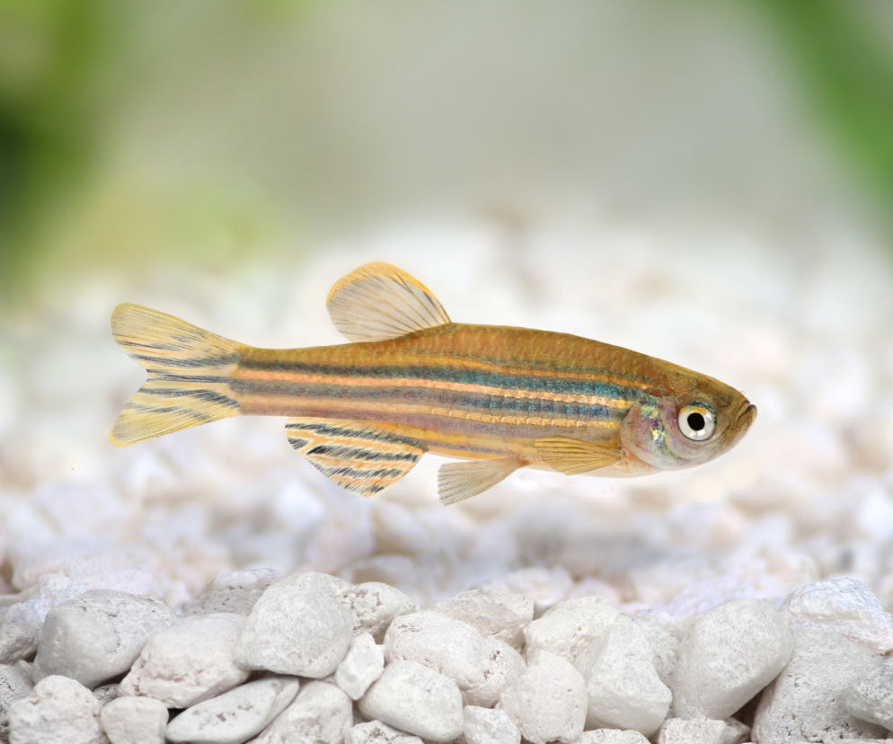 Danio pręgowany - rybka, która w 80 proc. przypomina człowieka
