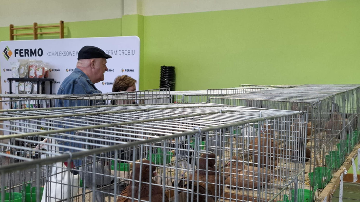 Kalisz. Rasowe gołębie, drób i króliki można podziwiać w hali OSRiR