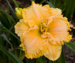 liliowce