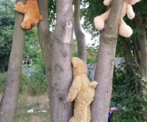 Poznań: Na drzewie wyrosły... misie! Interweniowali strażnicy 