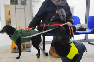 Los psiaka poruszył tysiące ludzi. 13-letnia Ksena ze schroniska w Krakowie wreszcie ma dom