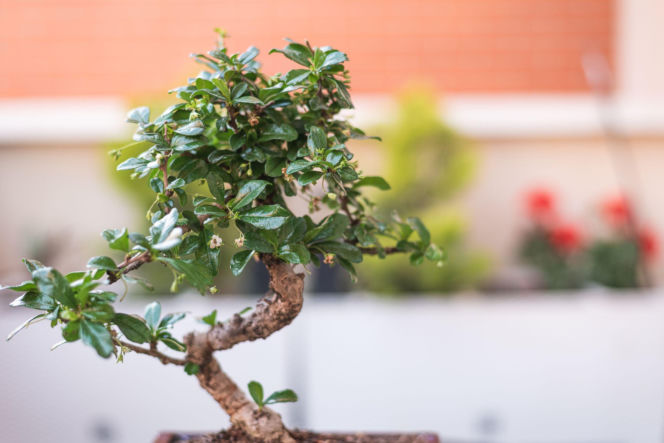 Karmona drobnolistna