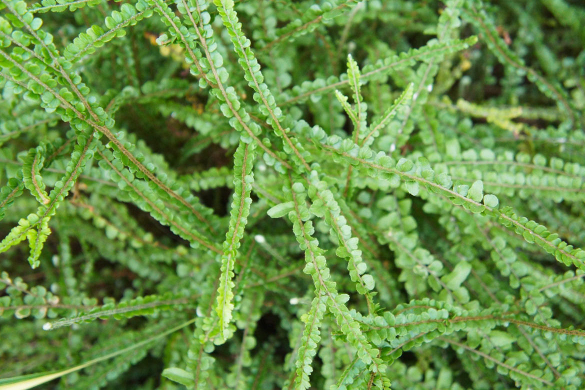 Nephrolepis cordifolia ‘Duffii’ 