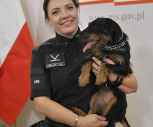 Służby więzienne z psami