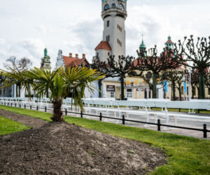 Palmy w Sopocie, zachęcają do spacerów [ZOBACZ ZDJĘCIA]