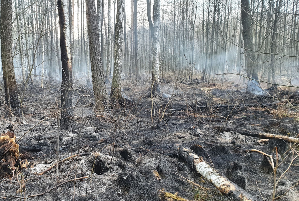 Podkarpacie: W powiecie stalowowolskim spłonęło 50 ha lasu