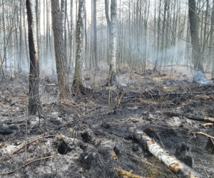 Podkarpacie: W powiecie stalowowolskim spłonęło 50 ha lasu