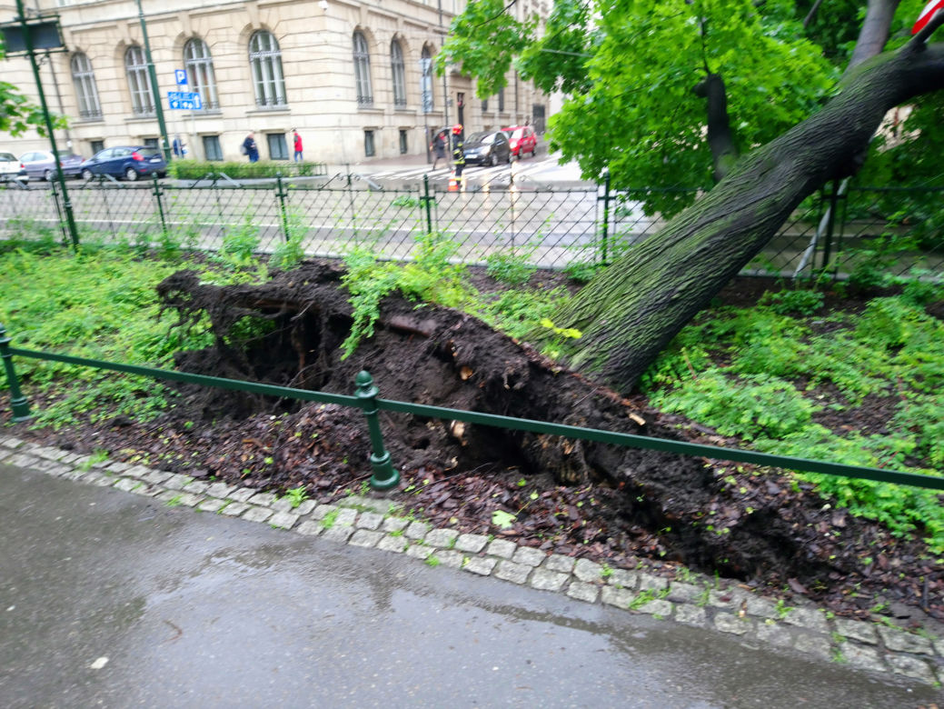 Kraków: O krok od tragedii na Basztowej. Potężne drzewo runęło na ulicę i torowisko