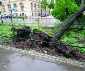 Kraków: O krok od tragedii na Basztowej. Potężne drzewo runęło na ulicę i torowisko