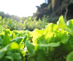 Jakie warzywa liściowe można uprawiać w ogrodzie?