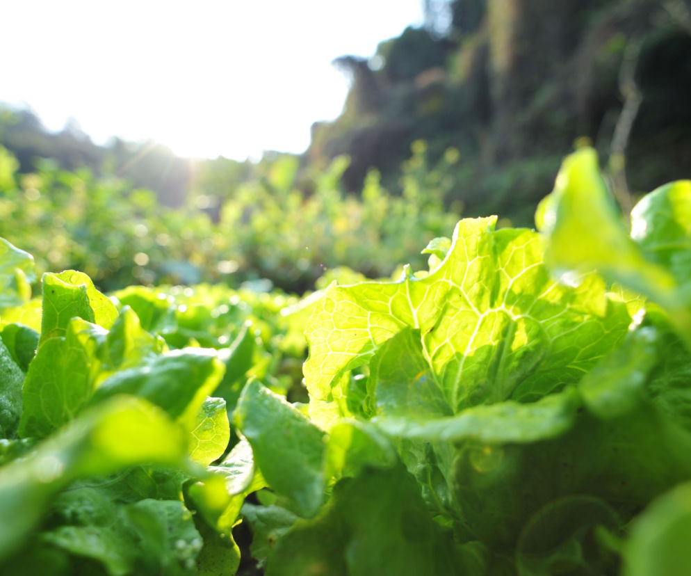 Jakie warzywa liściowe można uprawiać w ogrodzie?