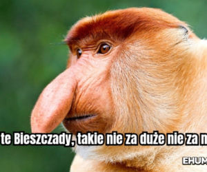 Memy o Bieszczadach