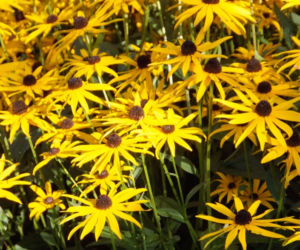 Rudbekia