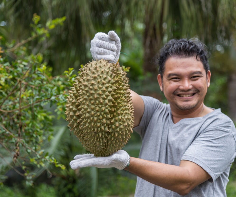 Durian - najbardziej śmierdzący owoc świata